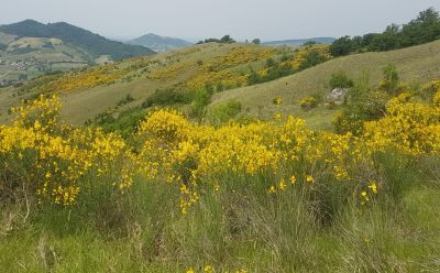 ginestre-small
